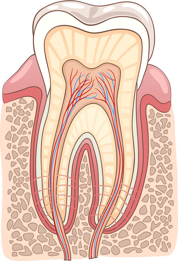 Signs a Root Canal may be Necessary